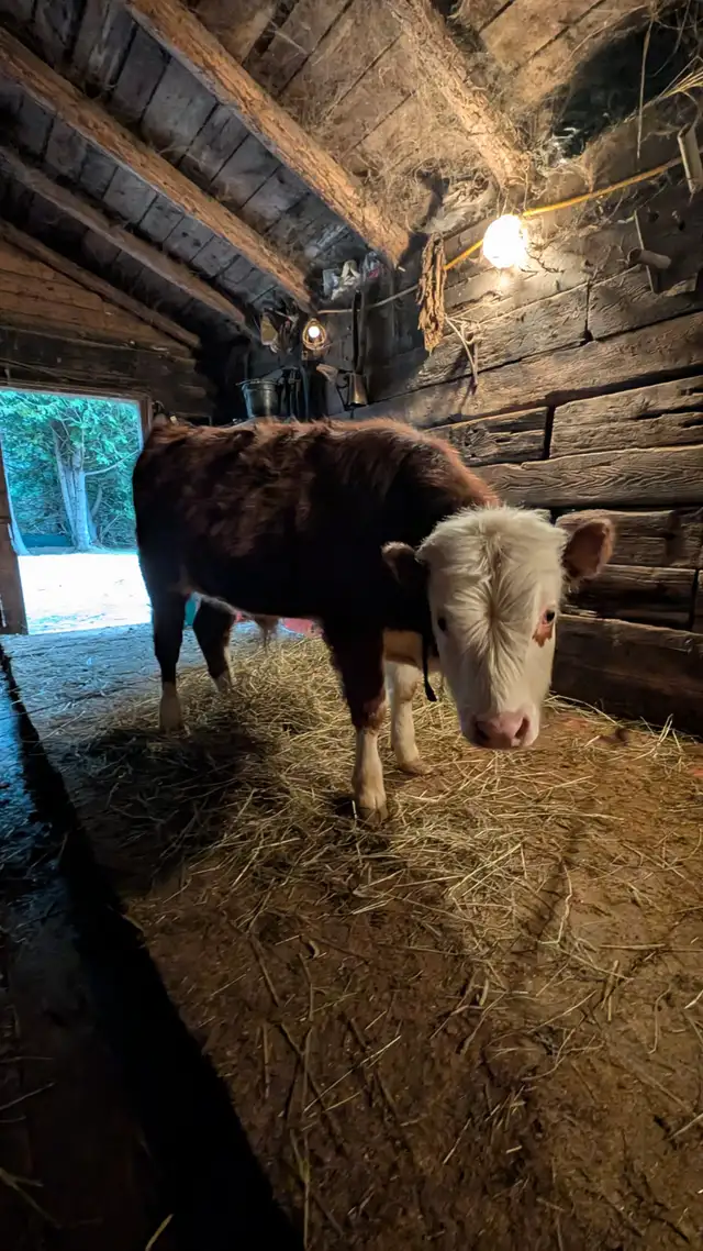 Bull Calf for sale - Photo 2