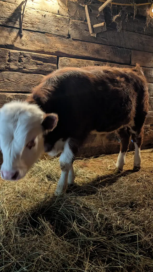 Bull Calf for sale - Photo 3