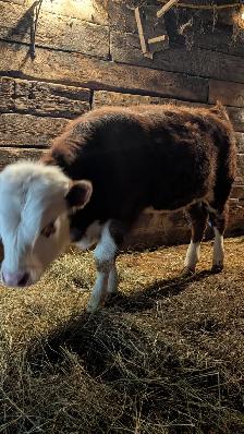 Bull Calf for sale - Photo 3