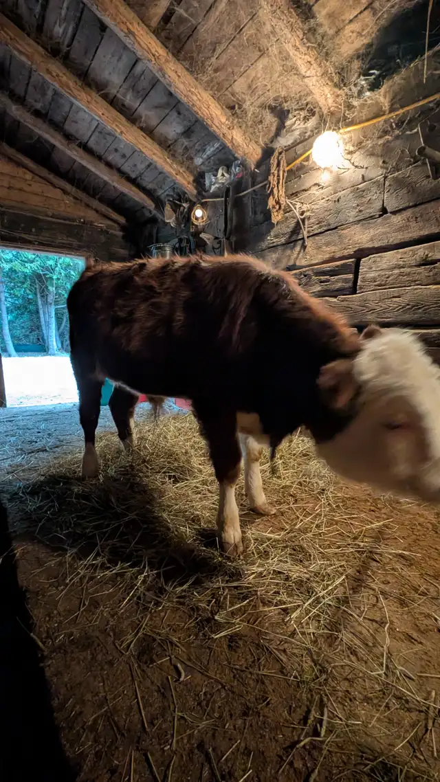 Bull Calf for sale - Photo 4