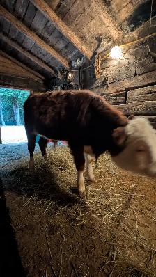 Bull Calf for sale - Photo 4