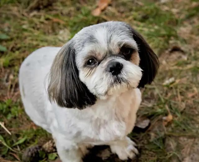 Dog/cat grooming  boarding and training