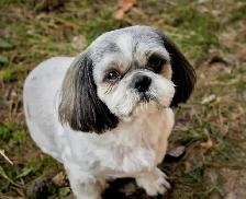 Dog/cat grooming  boarding and training