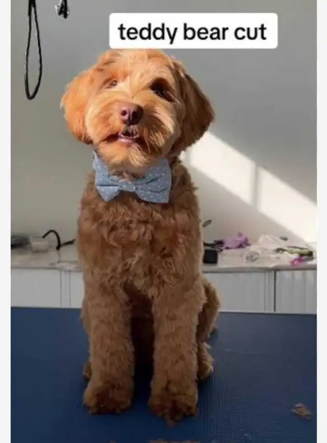 Dog/cat grooming  boarding and training - Photo 2