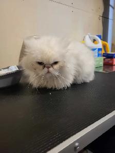 Dog/cat grooming  boarding and training - Photo 3