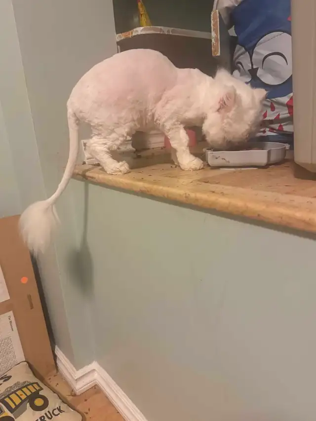 Dog/cat grooming  boarding and training - Photo 4