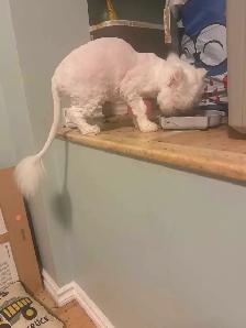 Dog/cat grooming  boarding and training - Photo 4