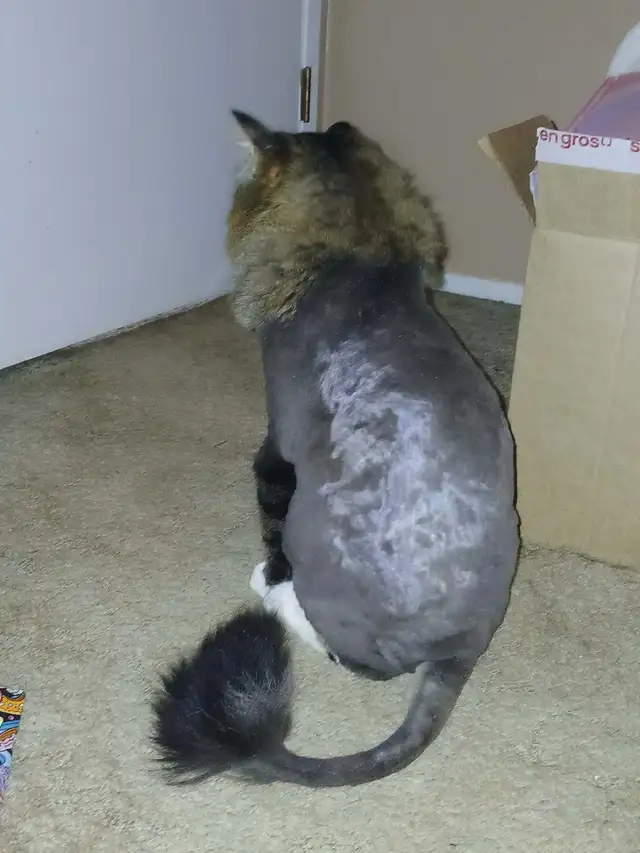Dog/cat grooming  boarding and training - Photo 5