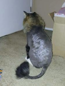 Dog/cat grooming  boarding and training - Photo 5
