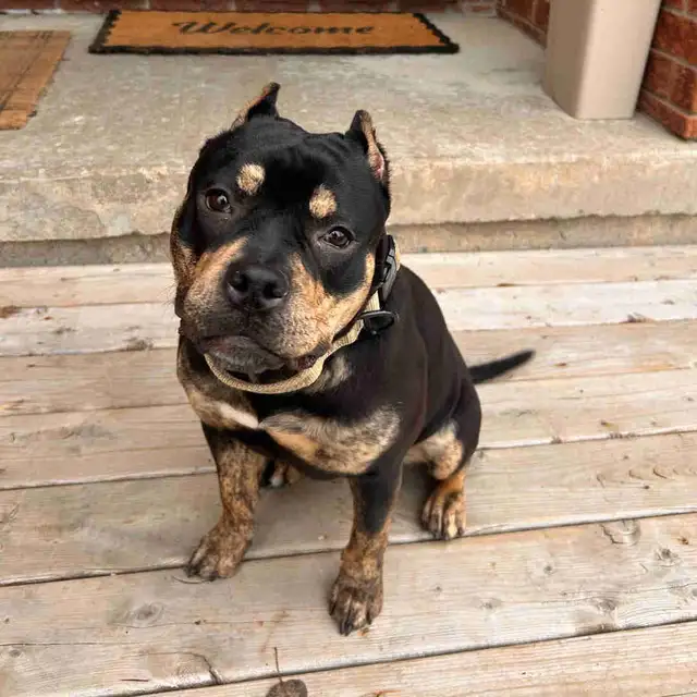 bulldog puppy mix - Photo 2