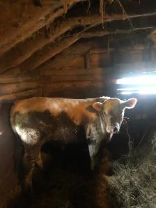 Polled Charolais/Limousin bull