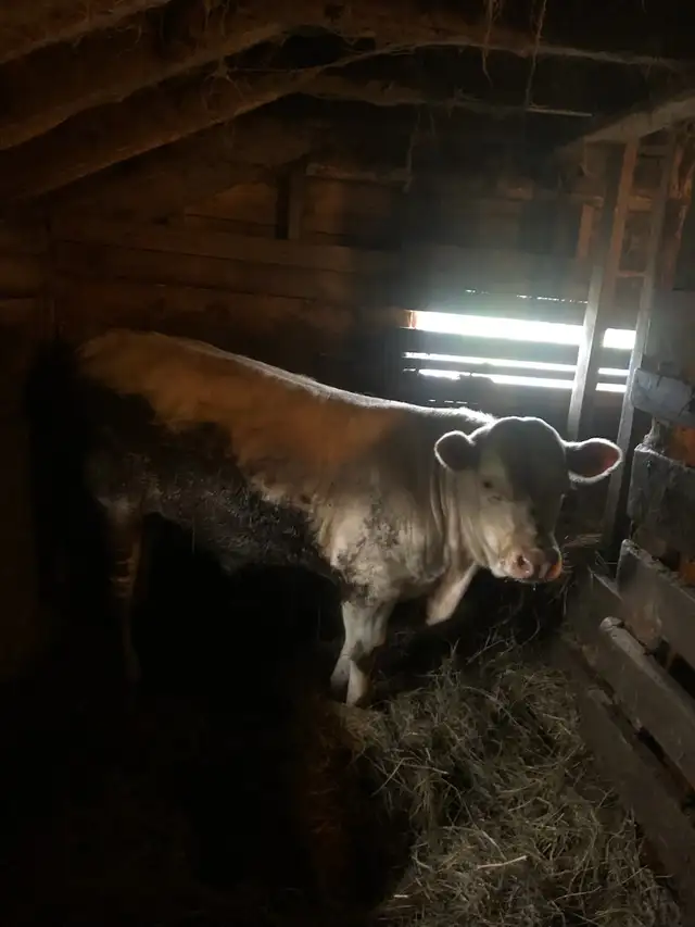Polled Charolais/Limousin bull - Photo 2