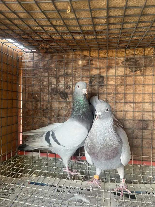 pigeons for sale