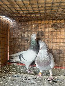 pigeons for sale