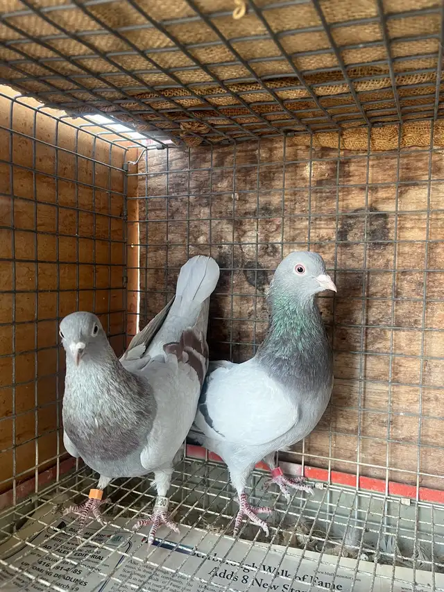pigeons for sale - Photo 2