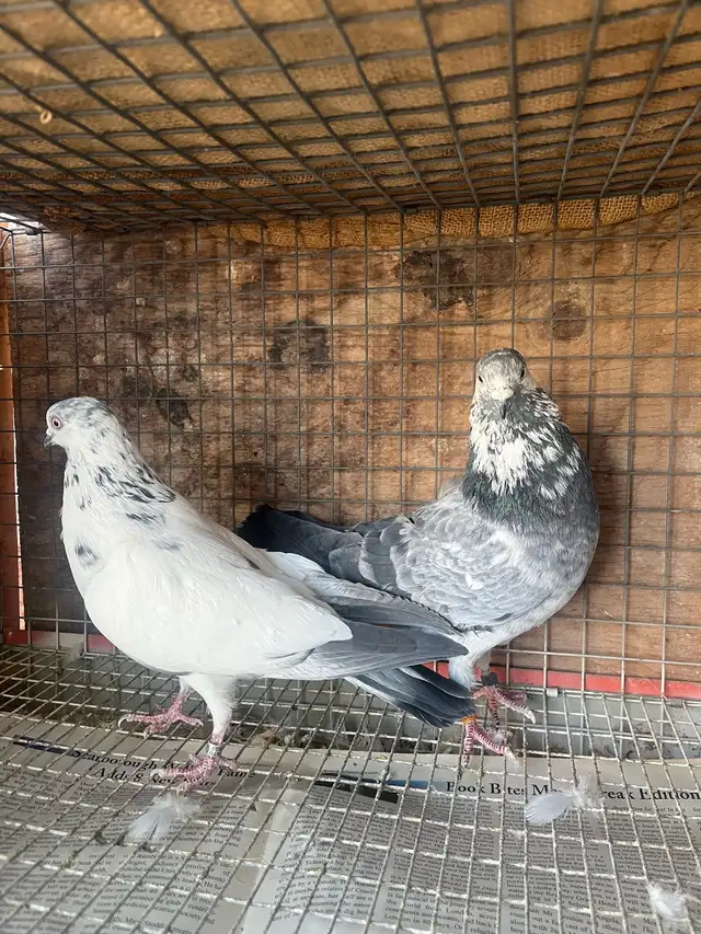 pigeons for sale - Photo 3