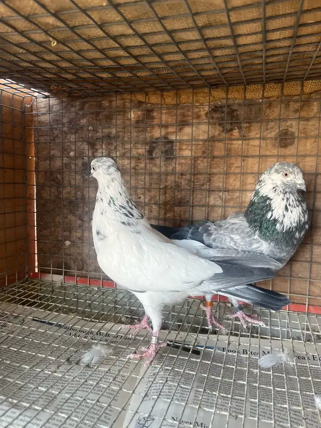 pigeons for sale - Photo 4