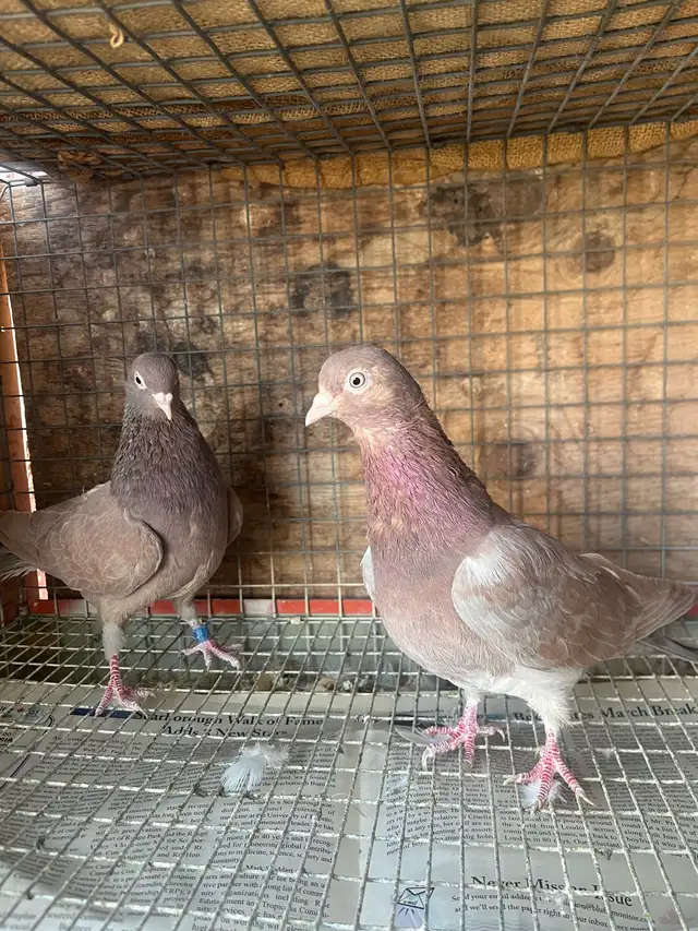 pigeons for sale - Photo 5