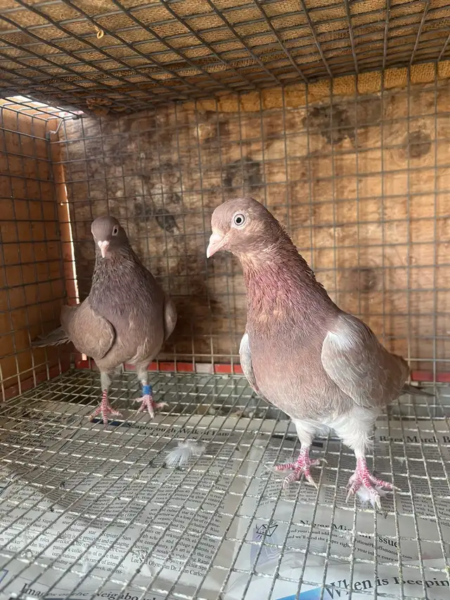 pigeons for sale - Photo 6