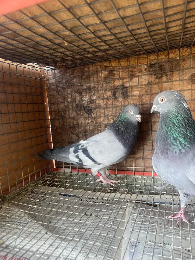pigeons for sale - Photo 7