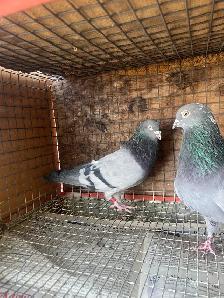 pigeons for sale - Photo 7