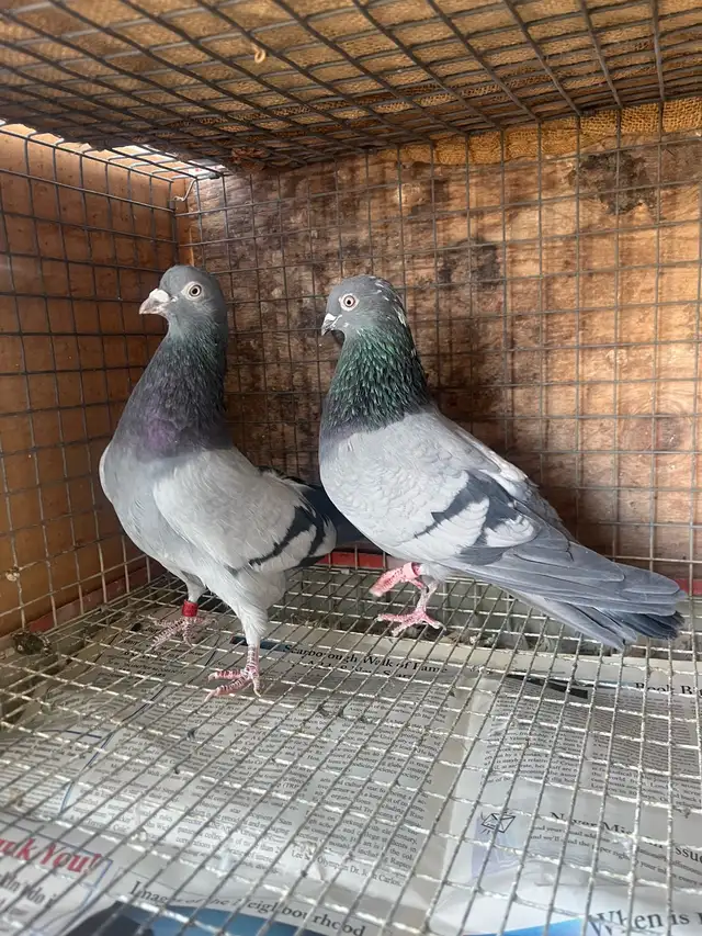 pigeons for sale - Photo 8