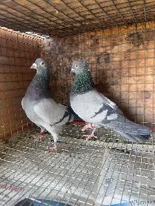pigeons for sale - Photo 8