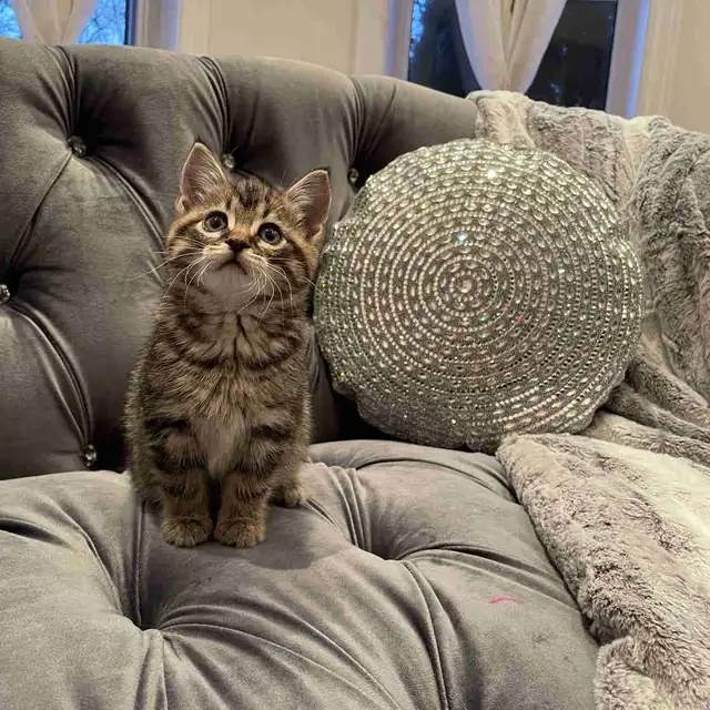 ❤️ Bengal /Siberian kittens ❤️(437) 292-1163