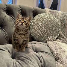 ❤️ Bengal /Siberian kittens ❤️(437) 292-1163