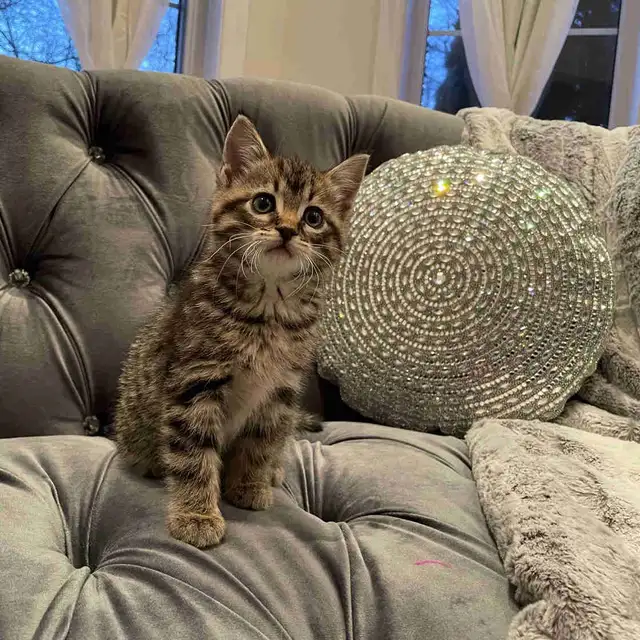 ❤️ Bengal /Siberian kittens ❤️(437) 292-1163 - Photo 2