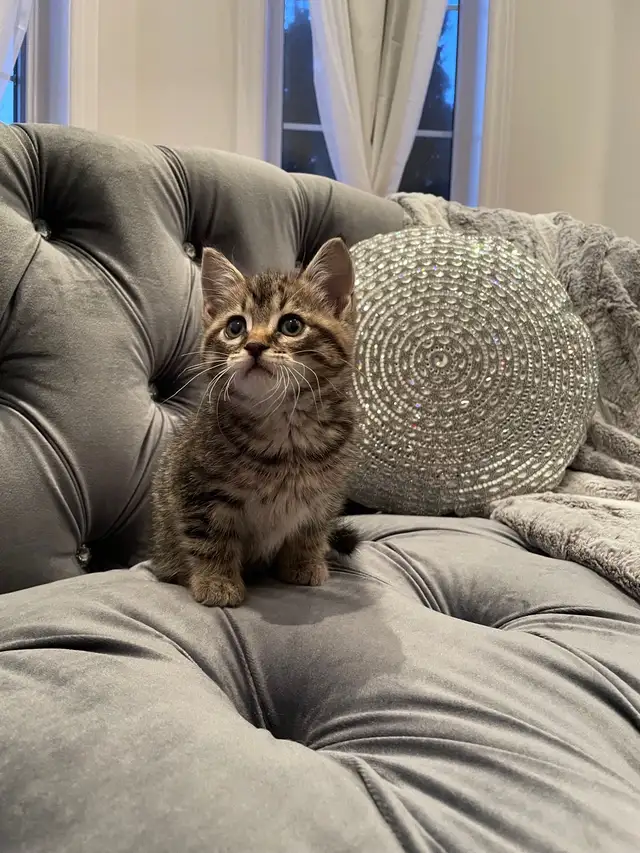 ❤️ Bengal /Siberian kittens ❤️(437) 292-1163 - Photo 3