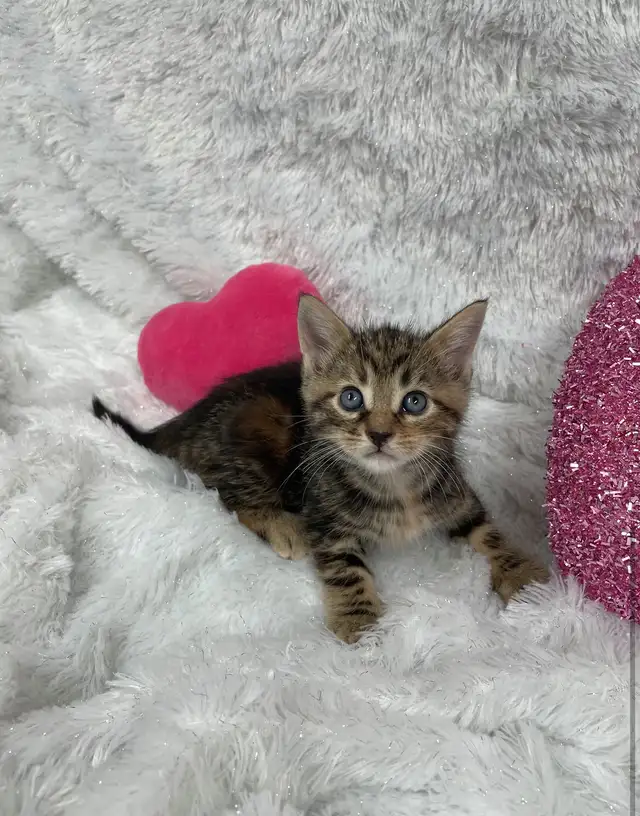 ❤️ Bengal /Siberian kittens ❤️(437) 292-1163 - Photo 4
