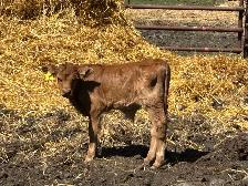 gelbvieh steer calf