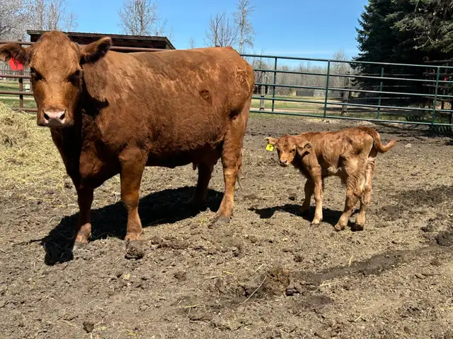 gelbvieh steer calf - Photo 2