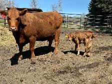gelbvieh steer calf - Photo 2