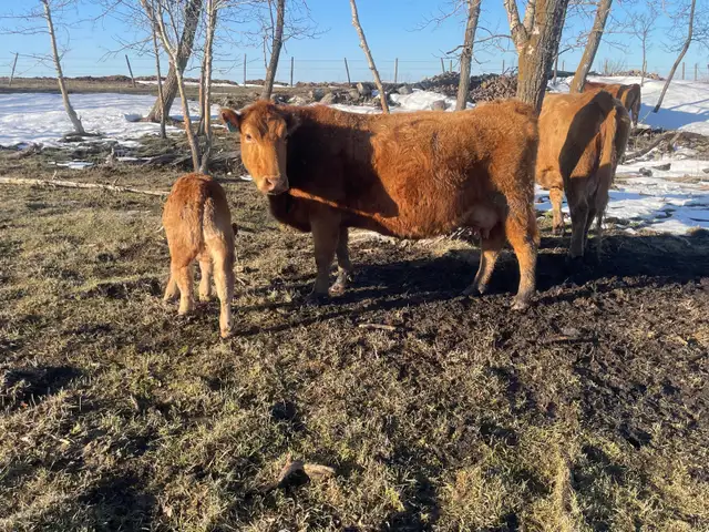Cow Calf Pairs