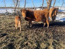 Cow Calf Pairs