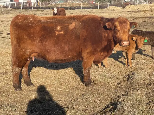 Cow Calf Pairs - Photo 2