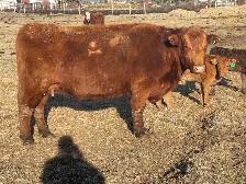 Cow Calf Pairs - Photo 2