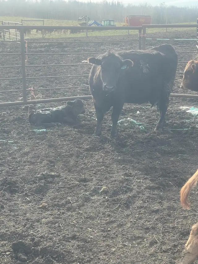 Cow Calf Pairs - Photo 4