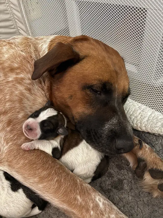 Heeler coonhound  collie x puppies