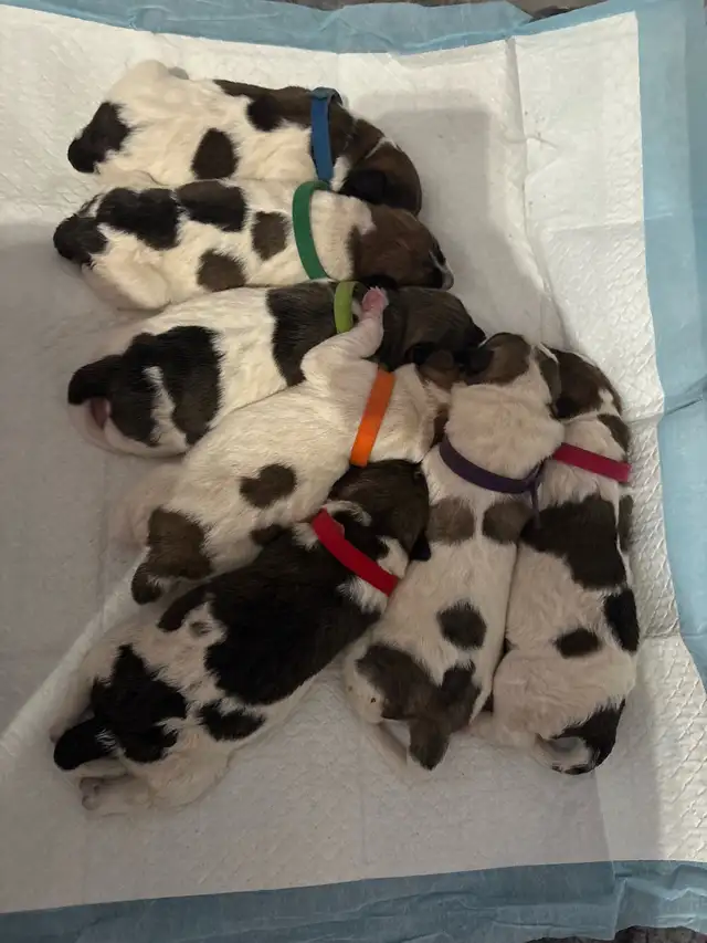 Heeler coonhound  collie x puppies - Photo 2