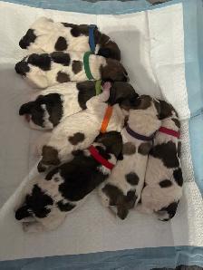 Heeler coonhound  collie x puppies - Photo 2