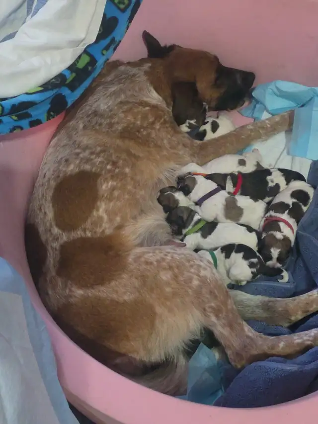 Heeler coonhound  collie x puppies - Photo 3