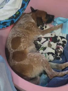 Heeler coonhound  collie x puppies - Photo 3