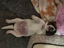 Heeler coonhound  collie x puppies - Photo 4