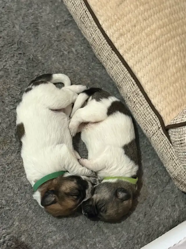 Heeler coonhound  collie x puppies - Photo 5