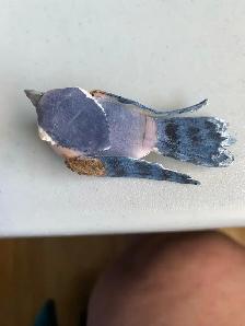FREE for Crafting - Photo 2