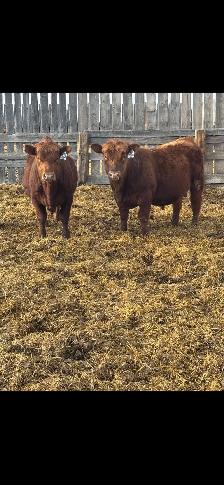 Registered Red Angus Yearling bull