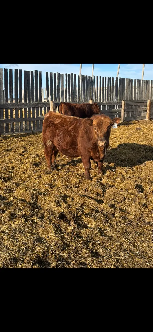 Registered Red Angus Yearling bull - Photo 2